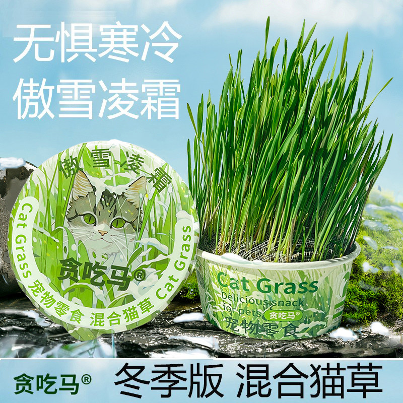 贪吃马冬季猫草无土猫草罐水培猫草猫零食营养化毛,宠物/宠物食品及用品,猫草/猫草片,淘宝优惠券,粉丝福利购,淘宝优惠卷