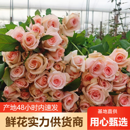玫瑰花批发玫瑰鲜花批发云南鲜花基地直批鲜切花婚庆花店摆摊团购