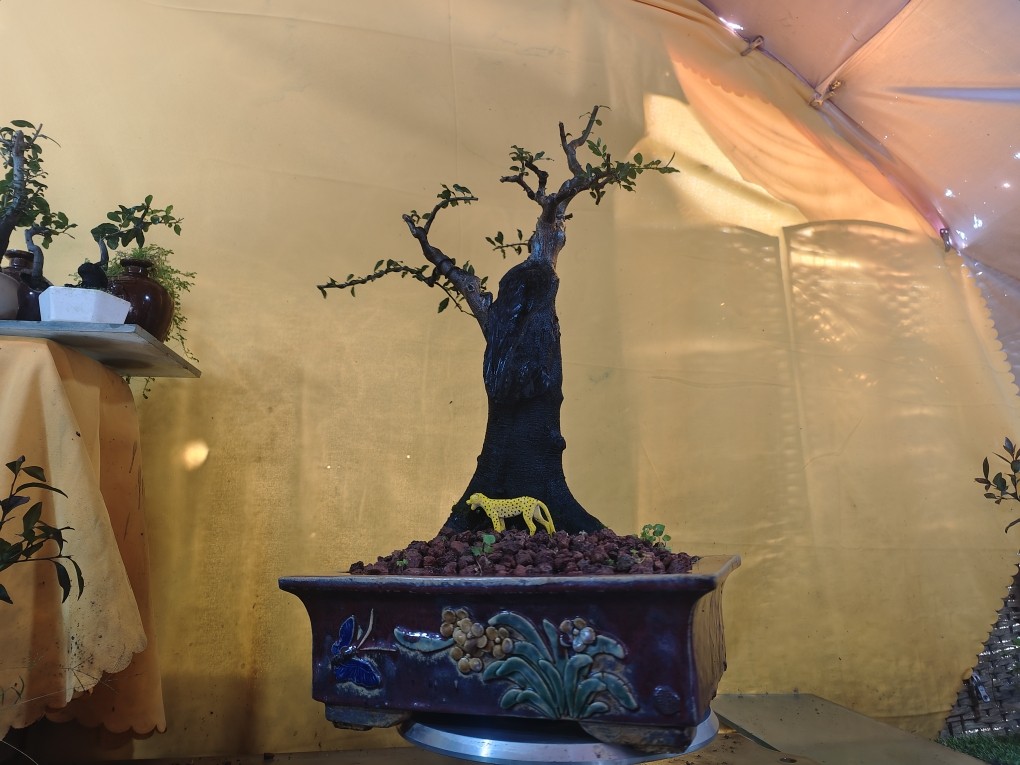 金弹子基地老管地产货大树型年功老桩嫁接长果血红