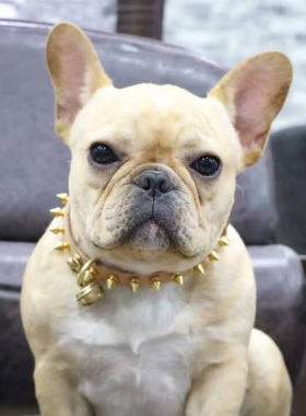 铆钉法斗项圈狗狗用品斗牛犬狗链牛皮颈圈杜宾大型犬铃铛刻字狗牌