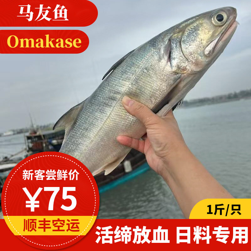 马友鱼 500g 东山岛海鲜 活缔放血鲜寄 Omakase深海鱼刺身寿司图片