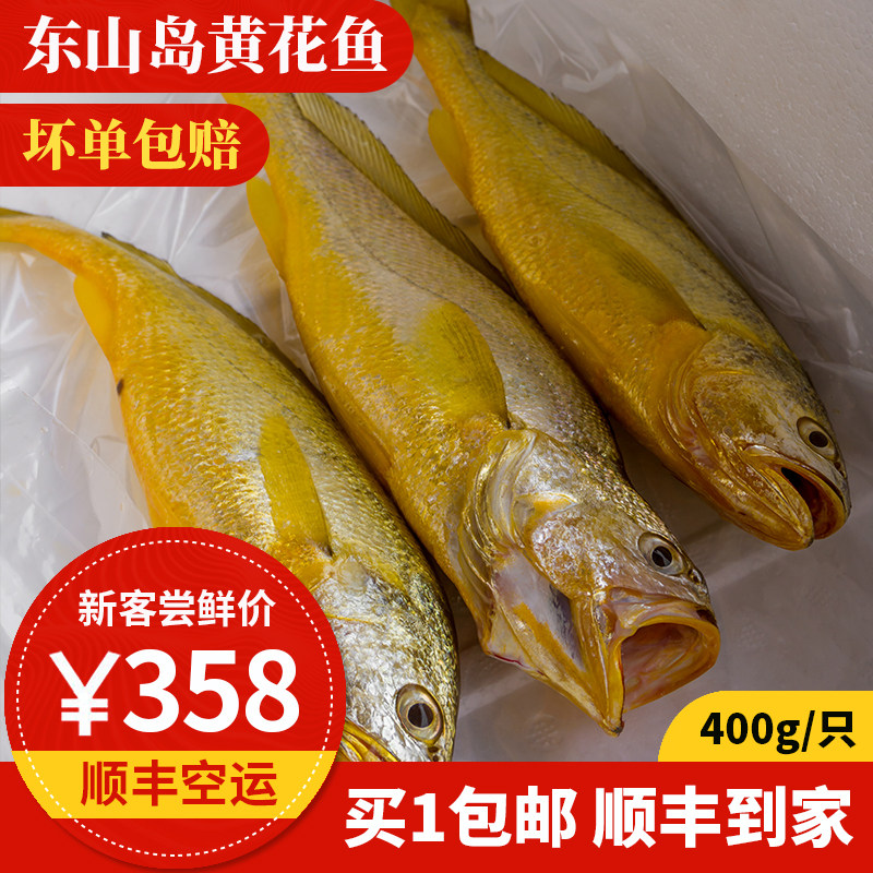 海钓黄花鱼 1只 400g  东山岛海鲜 大黄花鱼 海捕黄鱼 顺丰包邮