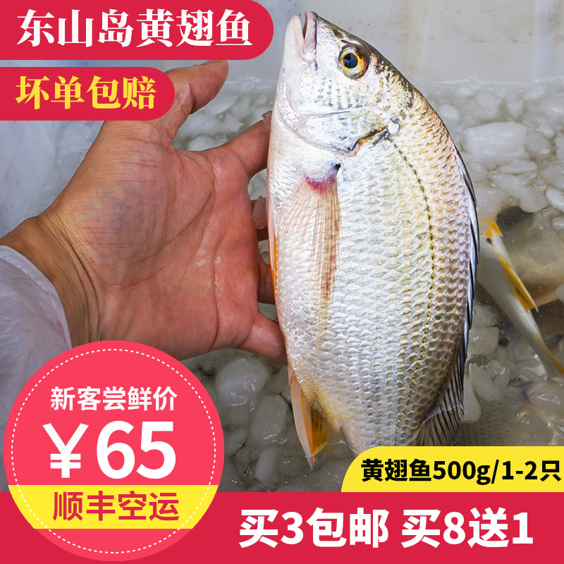 黄翅鱼 1-2只500g 东山岛海鲜 海捕海鲫鱼 黄鲷鱼黄鳍鲷黄脚立 水产肉类/新鲜蔬果/熟食 其它 原图主图