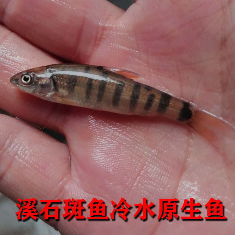 石斑鱼光唇鱼红腹光唇原生冷水鱼群游观赏鱼活体包邮