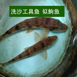 原生似鮈鱼马头鱼清洁除藻翻砂冷水工具鱼好养似驹淡水鱼