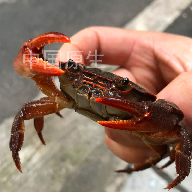 龙溪蟹溪蟹螃蟹原生螃蟹