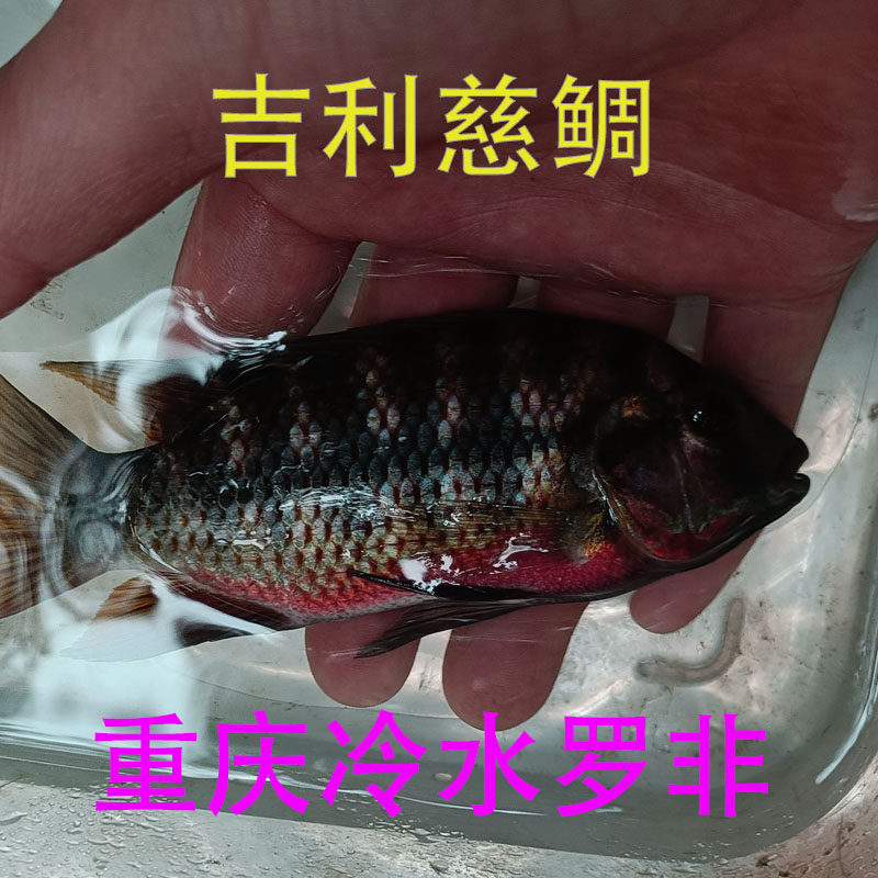 红腹吉利慈鲷吉利慈鲷发色 罗非鱼