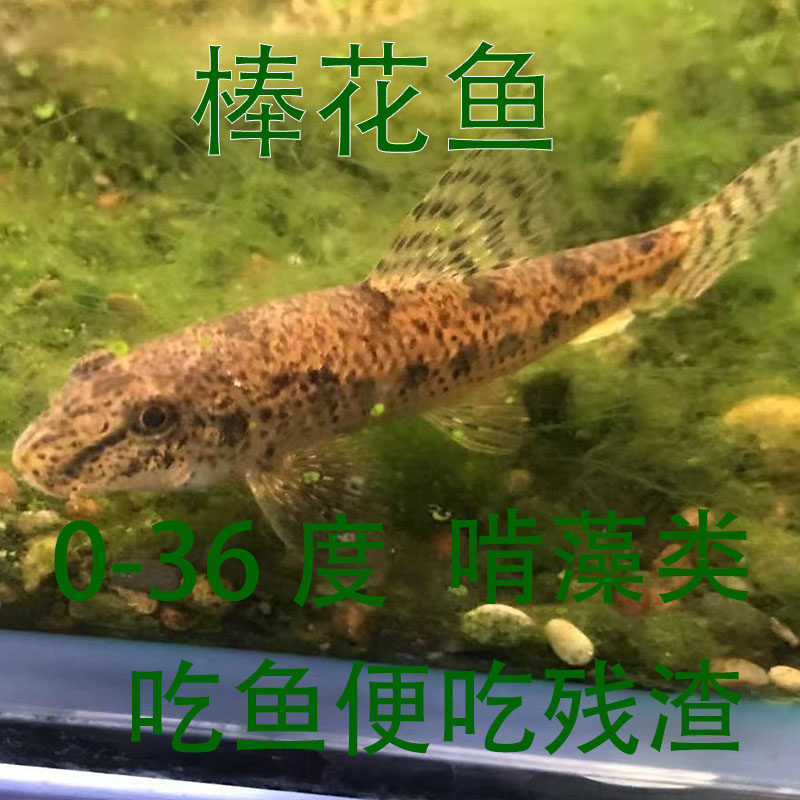冷水清道夫 淡水老鼠鱼 清洁鱼缸工具鱼 翻砂棒花鱼 吃鱼粪垃圾鱼