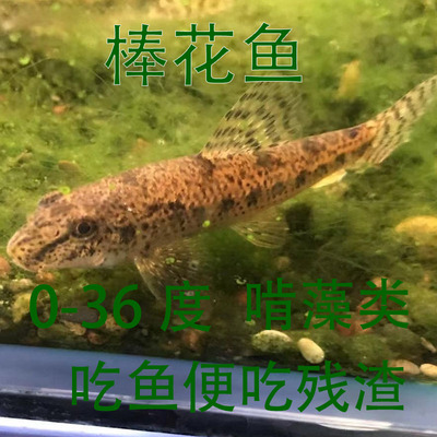 冷水清道夫 淡水老鼠鱼 清洁鱼缸工具鱼 翻砂棒花鱼 吃鱼粪垃圾鱼
