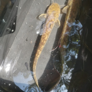 溪流淡水稀缺底层清洁石鲶山坑原生鱼土鲶冷水易养观赏鱼