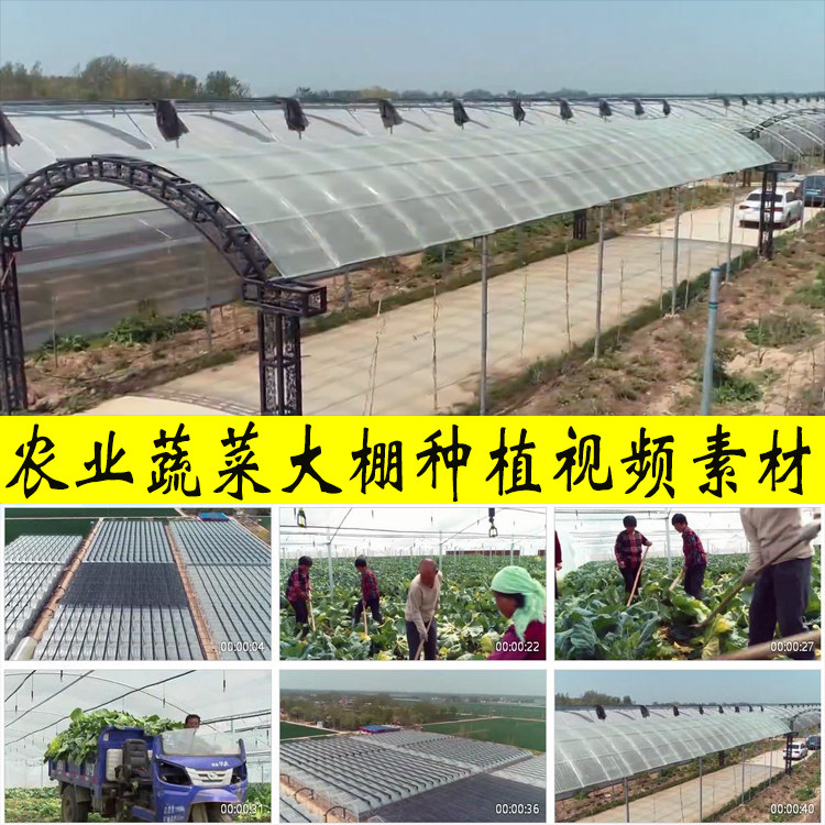 农业农村蔬菜大棚种植农民下田间种菜辛勤苦劳动作实拍视频素材