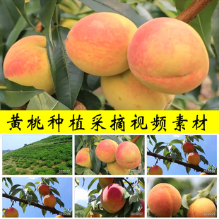 黄桃蜜桃种植采摘桃树果园栽种水果种植业乡村振兴桃实拍视频素材