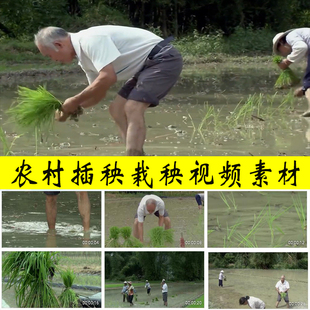 农村农民种田插秧苗栽秧子劳作动农业小春耕生产水稻种植视频素材
