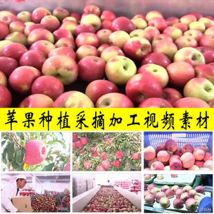 苹果种植采摘加工包装电商销售农业乡村振兴水果园种植业视频素材