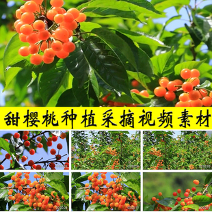 甜樱桃种植农村水果园自助采摘乡村产业扶贫振兴旅游实拍视频素材