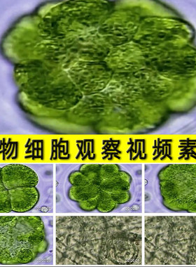 植物细胞显微镜下观察活动影像生物学植物学课件科研实拍视频素材