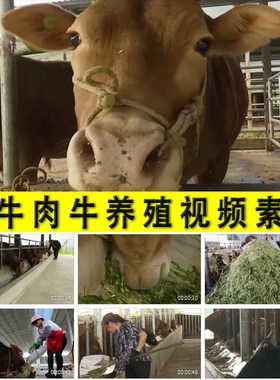 肉牛黄牛养殖农村养牛专业户乡村振兴养殖业发展脱贫致富视频素材