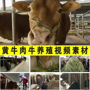 肉牛黄牛养殖农村养牛专业户乡村振兴养殖业发展脱贫致富视频素材
