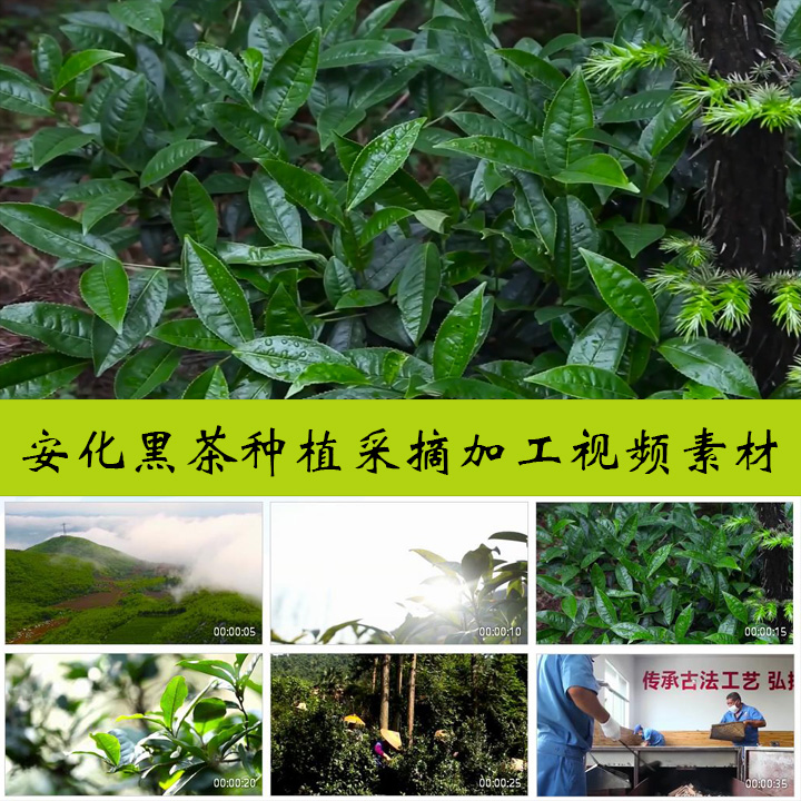 湖南特产安化黑茶茶叶种植采摘加工生产茶企茶园采茶实拍视频素材-封面