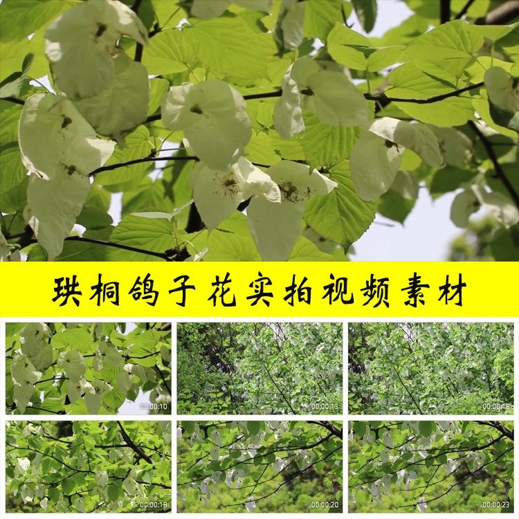 珙桐鸽子花珙桐树珙桐花实拍视频素材