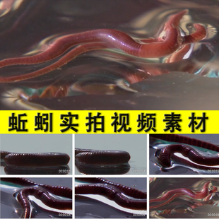 蚯蚓地龙实拍环节无脊椎动物研究生物学课件教学视频素材