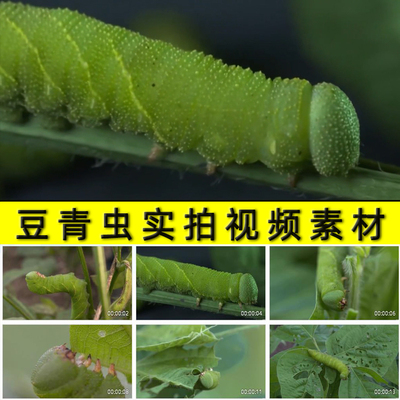 豆青虫实拍昆虫美食美味视频素材