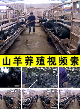 黑山羊养殖农村养羊子专业户乡村振兴养殖业发展脱贫致富视频素材