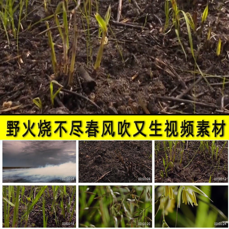 野火烧不尽春风吹又生怒放绽放顽强的新生命青春励志奋斗视频素材