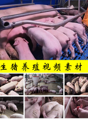 生猪养殖养猪场仔猪母猪吃奶喂奶猪肉市场供应实拍视频素材