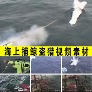 海上捕鲸船偷杀盗猎鲸鱼保护动物海洋生物禁止猎杀鲸鱼视频素材