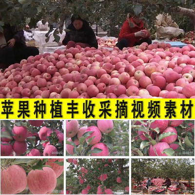 苹果种植采摘丰收农业乡村振兴水果苹果园自助采摘实拍视频素材