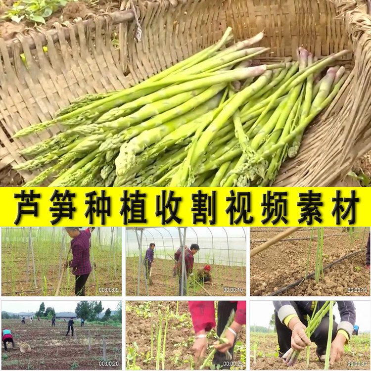 农村芦笋露笋种植采摘收割加工乡村振兴蔬菜种植业扶脱贫视频素材