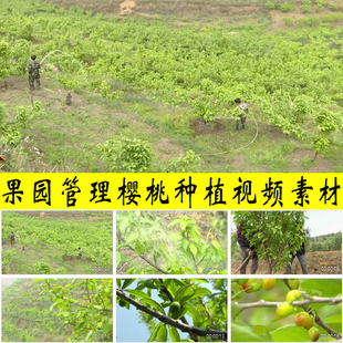 农村果园管理浇灌水施肥樱桃树种植采摘农业水果园种植业视频素材