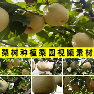 农村梨子树种植乡村梨园水果园种植业发展扶脱贫振兴实拍视频素材