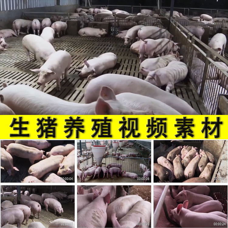 农村生猪养殖场养猪厂育肥猪母猪小猪崽吃奶猪肉供应实拍视频素材
