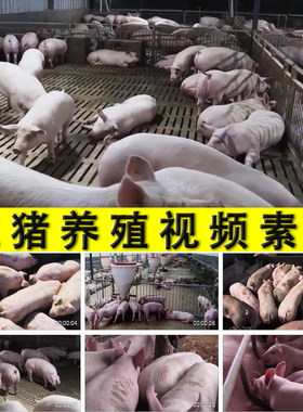 农村生猪养殖场养猪厂育肥猪母猪小猪崽吃奶猪肉供应实拍视频素材