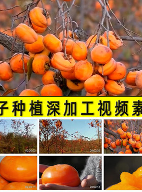 柿子树种植采摘深加工柿饼制作包装电商销售代带货甜柿子视频素材