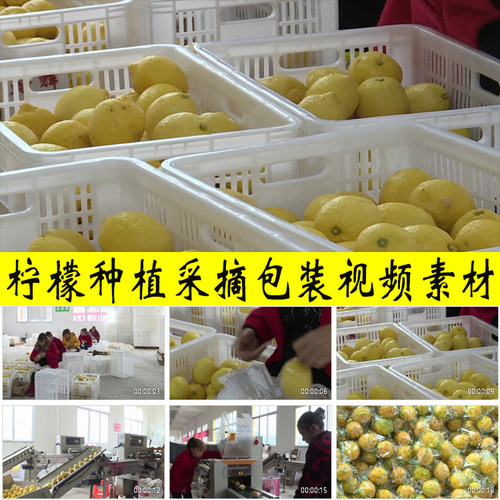 柠檬种植采摘包装加工电商销售农业乡村水果业种植业实拍视频素材