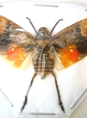 A1品质 已展翅 蝉Penthicodes farinosa borneo 昆虫甲虫标本