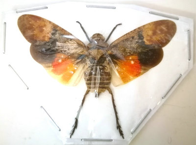 A1品质 已展翅 蝉Penthicodes farinosa borneo 昆虫甲虫标本