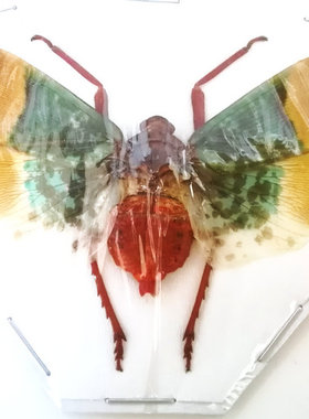 A1品质 已展翅 蝉 Scamandra selene 昆虫甲虫标本