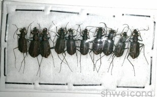 Eugrapha 虎甲 Cylindera 未整姿 minuta 小型昆虫10只 品质