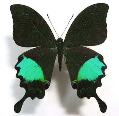 A1品质 未展翅 巴黎翠凤蝶 Papilio paris gedeensis 原蝶标本