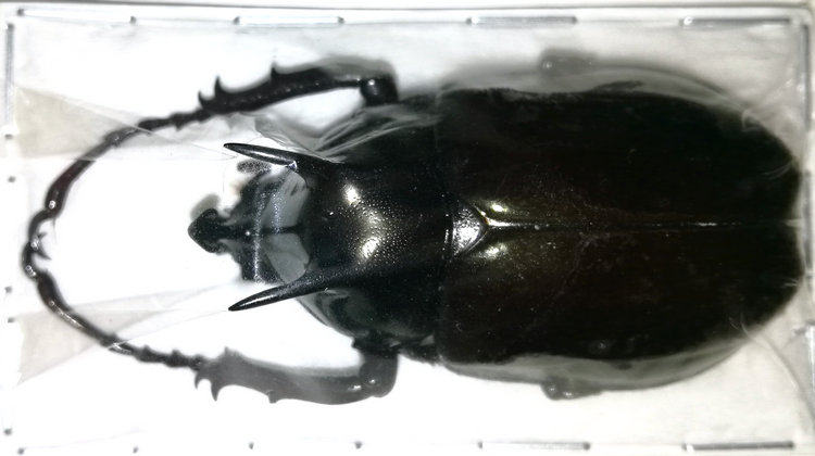 a1品质 未整姿 南洋大兜 chalcosoma atlas shintae 昆虫甲虫标本