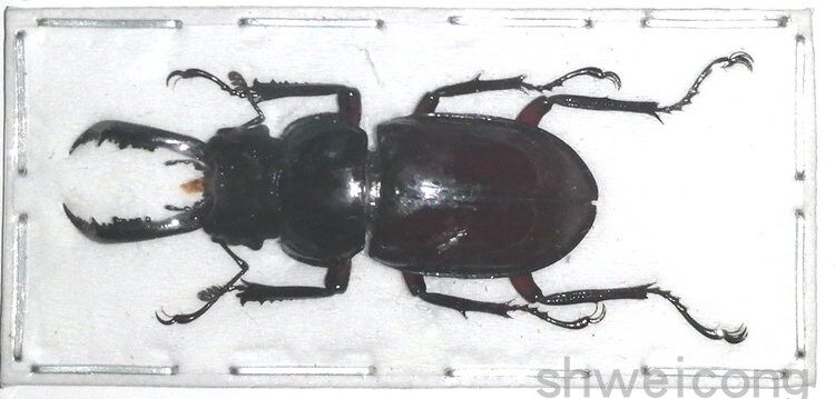 a1品质 未整姿 锹甲 pseudorhaetus oberthueri 昆虫甲虫标本