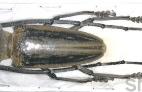 A1品质 未整姿 华莱士白条天牛 Batocera wallacei proserpina