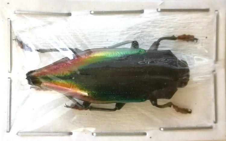 a1品质 未整姿 吉丁 cyphogastra rollei 甲虫昆虫标本