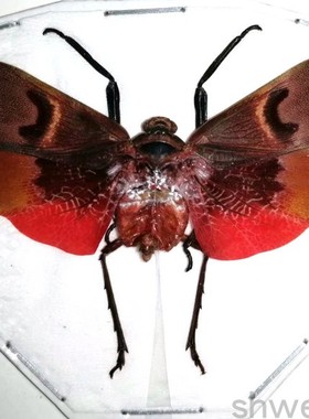 A1品质 已展翅 蝉 Scamandra collaris 昆虫甲虫标本