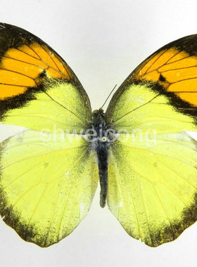 A1/A-品质 未展翅 橙粉蝶 Ixias pyrene 原蝶真蝴蝶标本