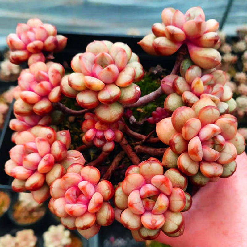 多头群红葡萄老桩/趣味办公室内桌面多肉植物花卉盆栽阳台防辐射